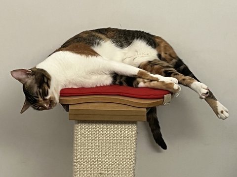 Calico cat asleep on top of a scratching post